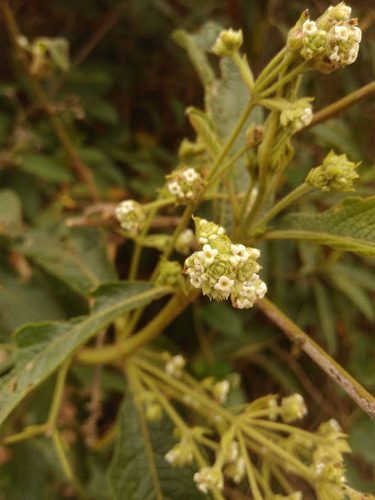 Common hard-leaved pea (Lippia hirsuta)