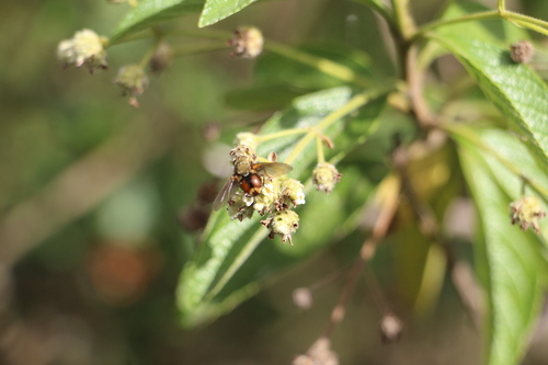Common hard-leaved pea (Lippia hirsuta)