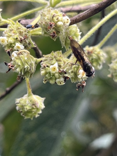 Common hard-leaved pea (Lippia hirsuta)