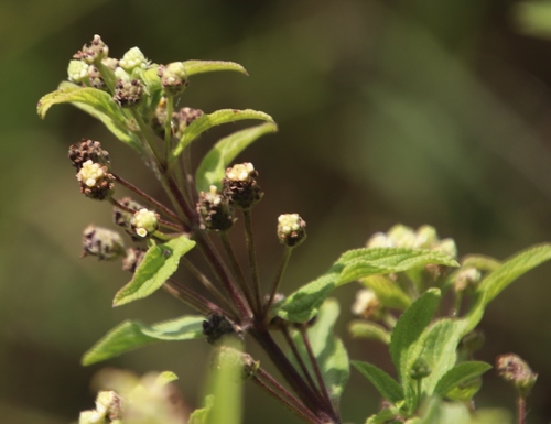 Lemon bush (Lippia javanica)