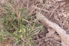 Lemon bush (Lippia javanica)