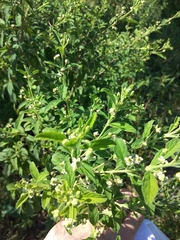 Lemon bush (Lippia javanica)
