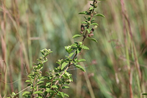 Lemon bush (Lippia javanica)