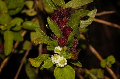 Lemon bush (Lippia javanica)