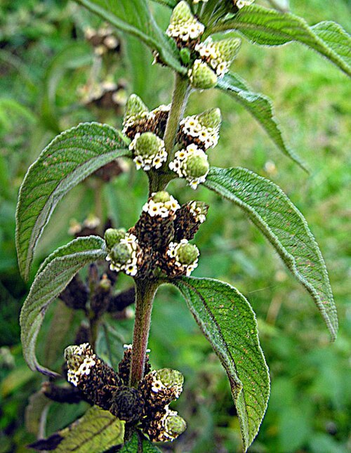 Lemon bush: Despite having Java its name, this species in native to eastern Africa, where it is known as Musukudu. It has been widely planted under names such as Lemon Bush