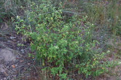 Lemon bush (Lippia javanica)