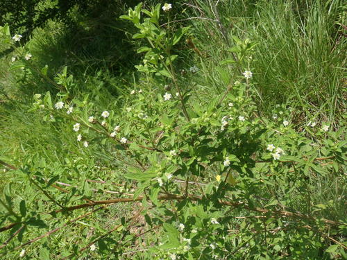 Lemon bush (Lippia javanica)