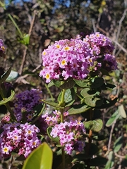 Lippia lacunosa (Lippia lacunosa)
