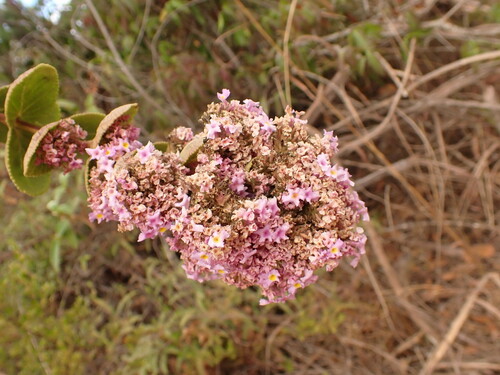 Lippia lacunosa (Lippia lacunosa)