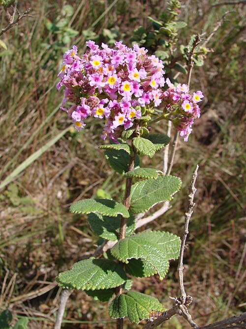 Lippia lacunosa: Lippia lacunosa Mart. & Schauer - VERBENACEAE Chapada Imperial - Distrito Federal - Brasil.