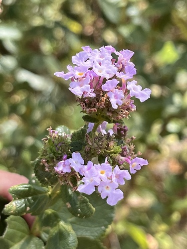 Lippia lacunosa (Lippia lacunosa)