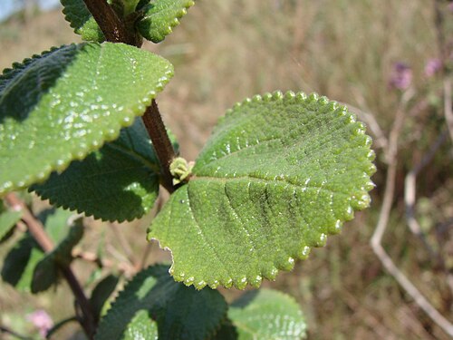 Lippia lacunosa: Lippia lacunosa - VERBENACEAE Chapada Imperial - Distrito Federal - Brasil.
