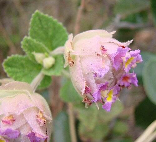 Lippia lupulina: Lippia lupulina - VERBENACEAE Parque Nacional de Brasília - Brasília - Distrito Federal - Brasil.