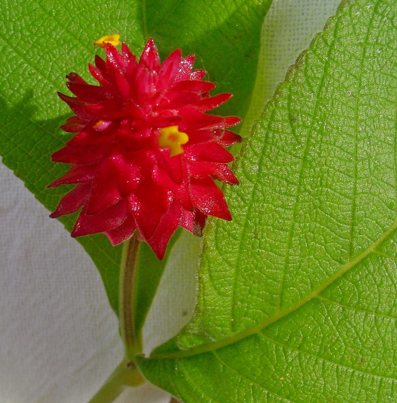 Lippia macrophylla: Lippia macrophylla Schauer