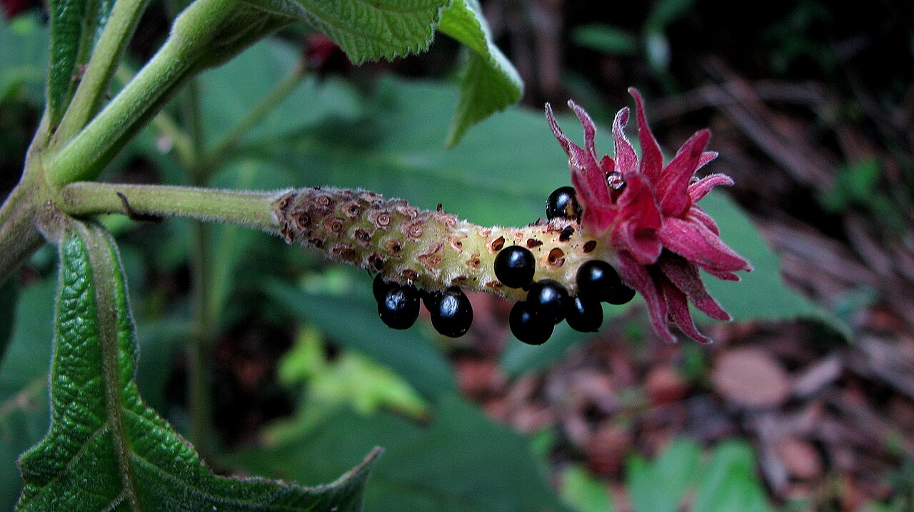Lippia macrophylla: Lippia macrophylla Schauer