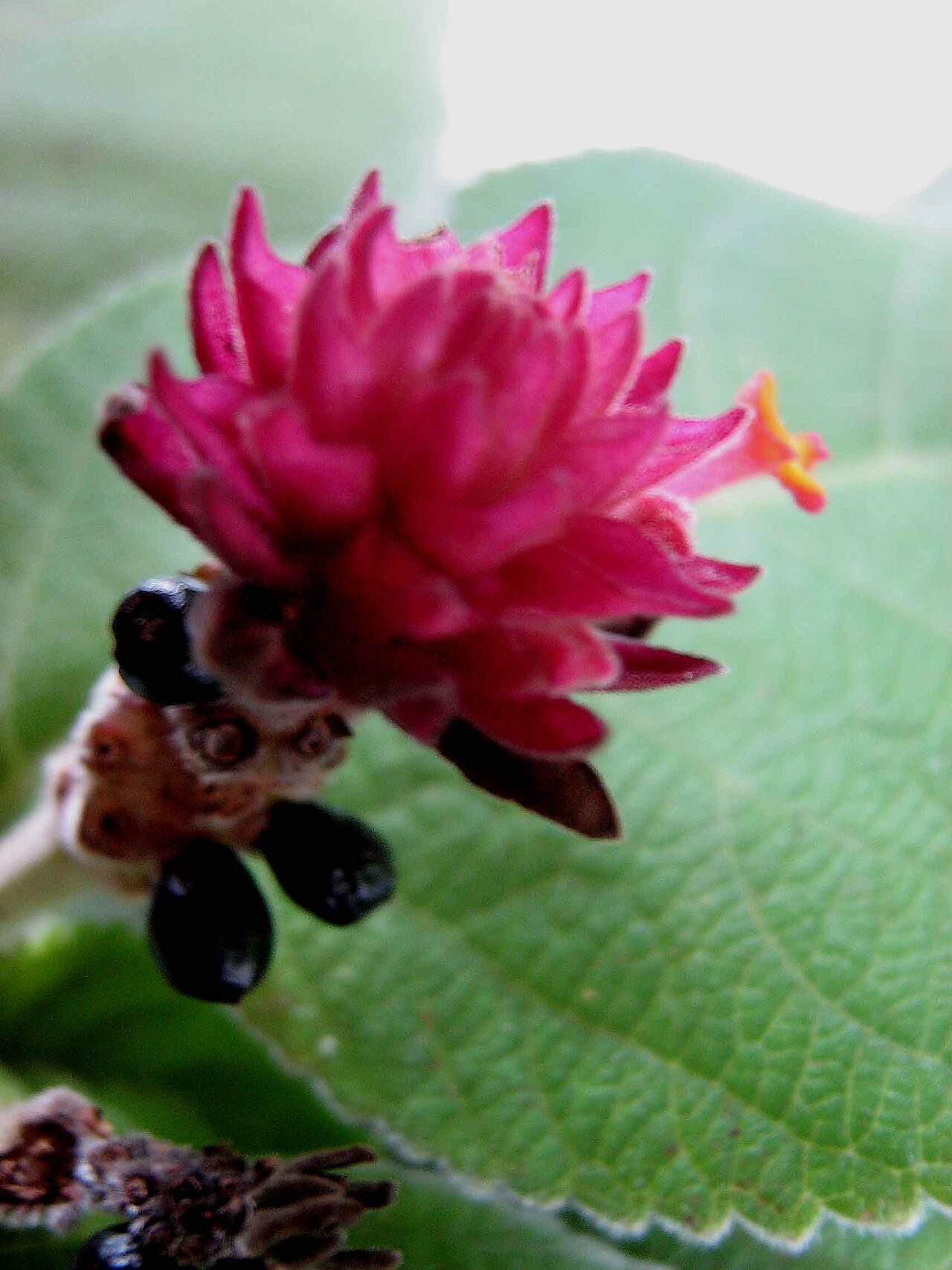 Lippia macrophylla: Lippia macrophylla Schauer