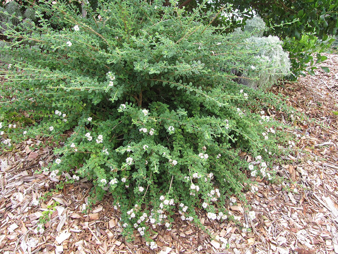 Spanish thyme: Lippia micromera (Stick oregano) Flowering habit at Hawea Pl Olinda, Maui, Hawaii. June 21, 2011 #110621-6288 Image Use Policy