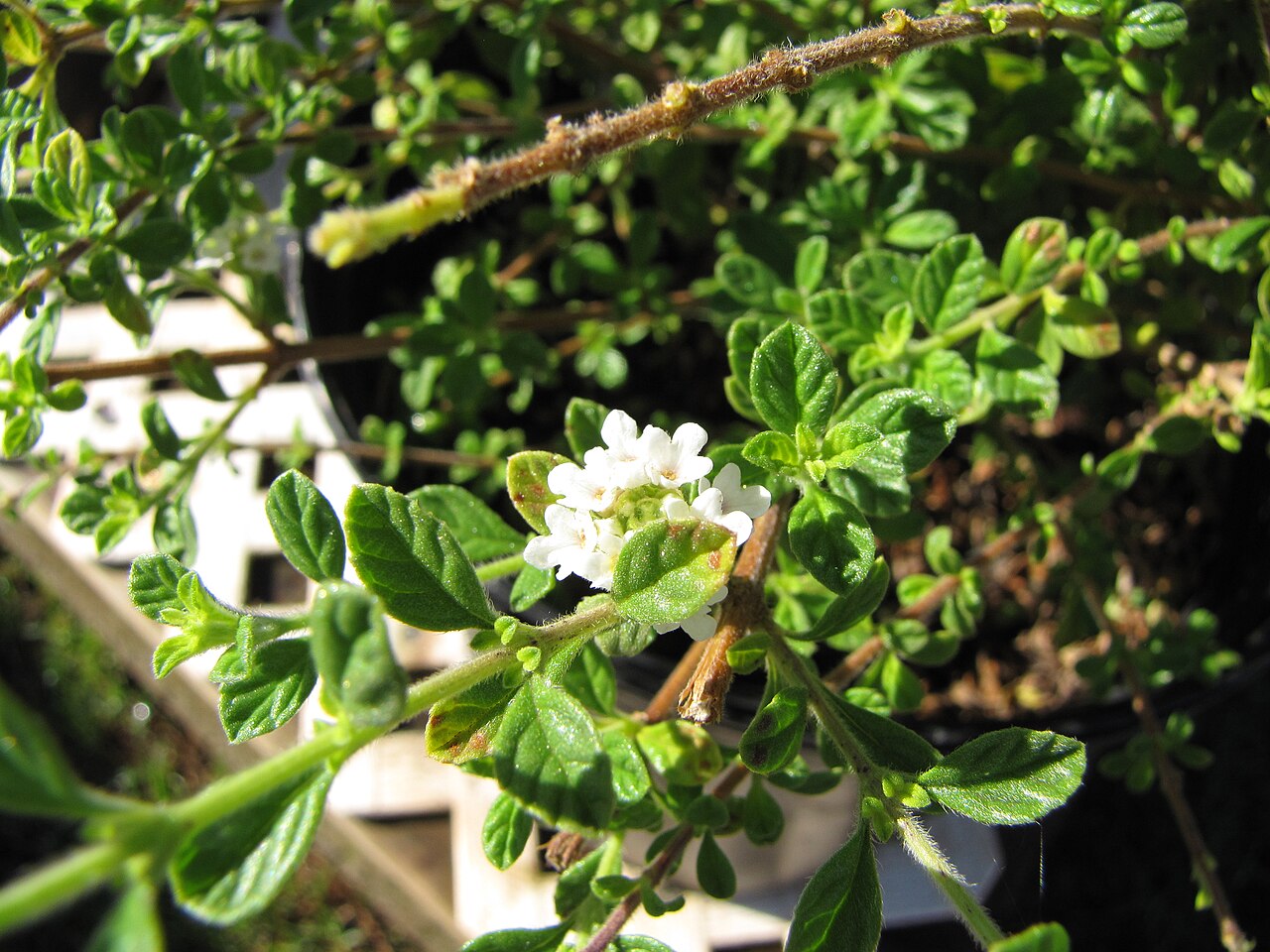 Spanish thyme: Lippia micromera (Stick oregano) Flowering in pot at Olinda, Maui, Hawaii. August 01, 2009 #090801-3509 Image Use Policy