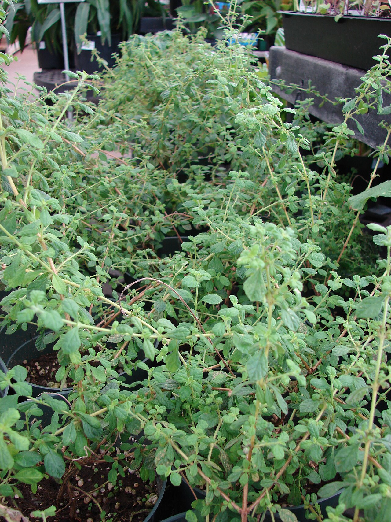Spanish thyme: <a href=" http://www.starrenvironmental.com/images/species/?q=Lippia+micromera " rel="nofollow"> Lippia micromera (Stick oregano) </a> Habit at Walmart Kahului,