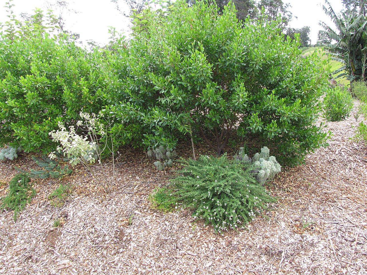 Spanish thyme: Lippia micromera (Stick oregano) Flowering habit at Hawea Pl Olinda, Maui, Hawaii. June 21, 2011 #110621-6287 Image Use Policy