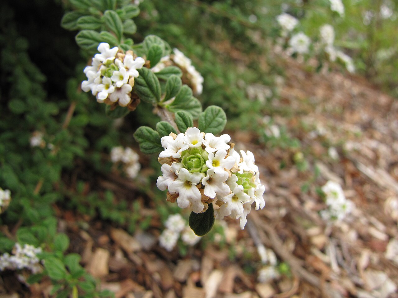 Spanish thyme: Lippia micromera (Stick oregano) Flowers at Hawea Pl Olinda, Maui, Hawaii. June 21, 2011 #110621-6291 Image Use Policy