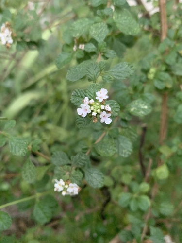 Spanish thyme (Lippia micromera)