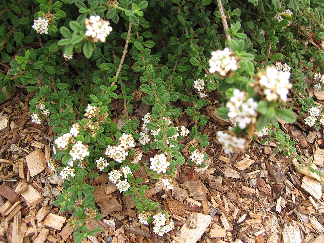 Spanish thyme: Lippia micromera (Stick oregano) Flowers at Hawea Pl Olinda, Maui, Hawaii. June 21, 2011 #110621-6289 Image Use Policy