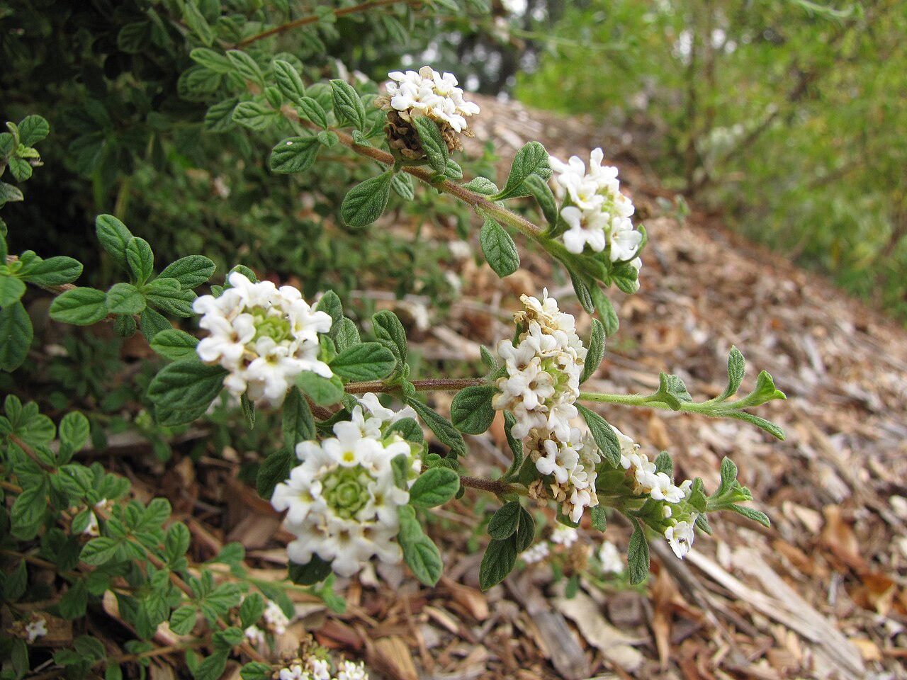 Spanish thyme: Lippia micromera (Stick oregano) Flowers at Hawea Pl Olinda, Maui, Hawaii. June 21, 2011 #110621-6292 Image Use Policy