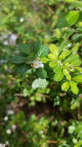 Spanish thyme (Lippia micromera)