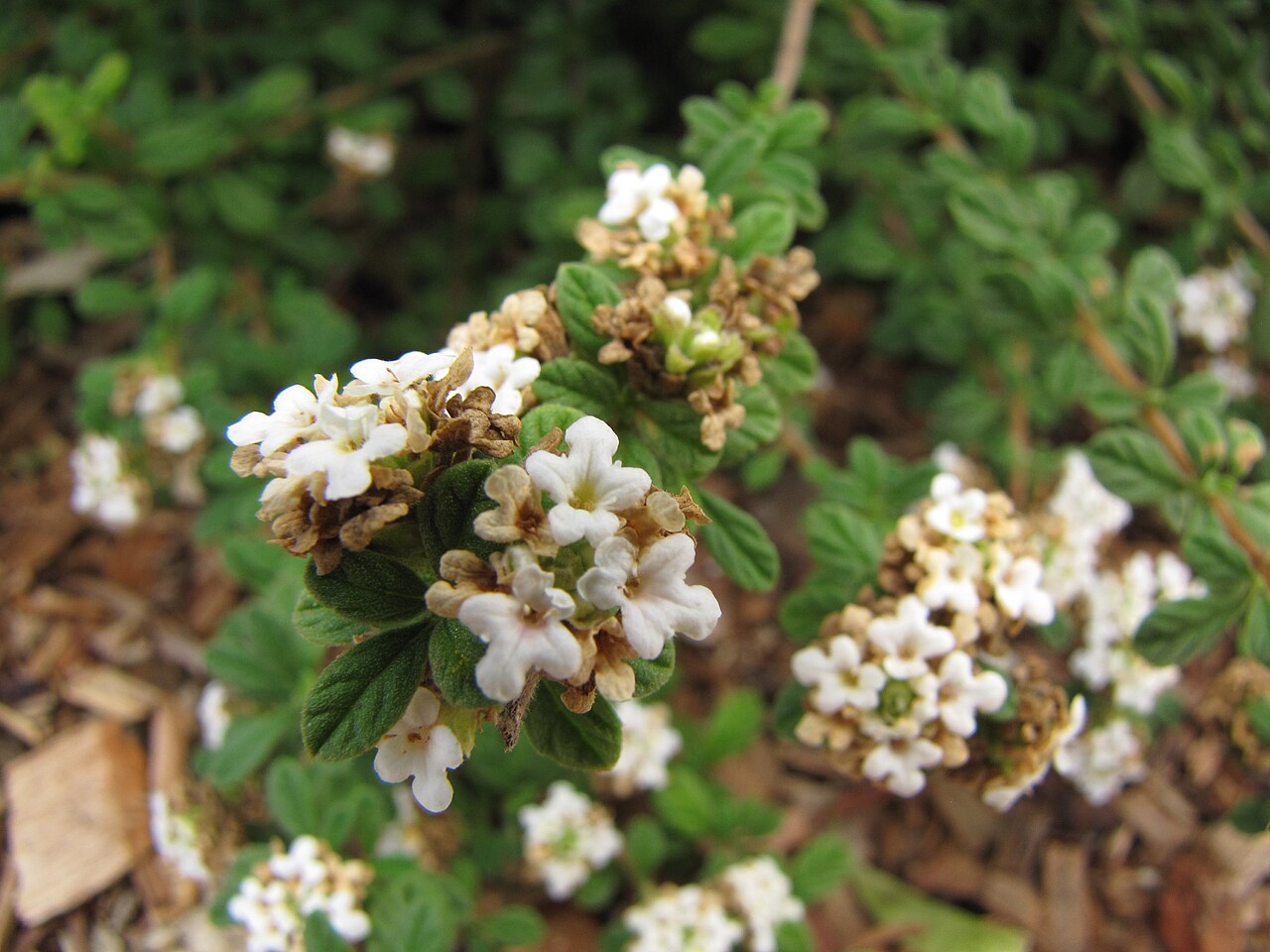 Spanish thyme: Lippia micromera (Stick oregano) Flowers at Hawea Pl Olinda, Maui, Hawaii. June 21, 2011 #110621-6290 Image Use Policy