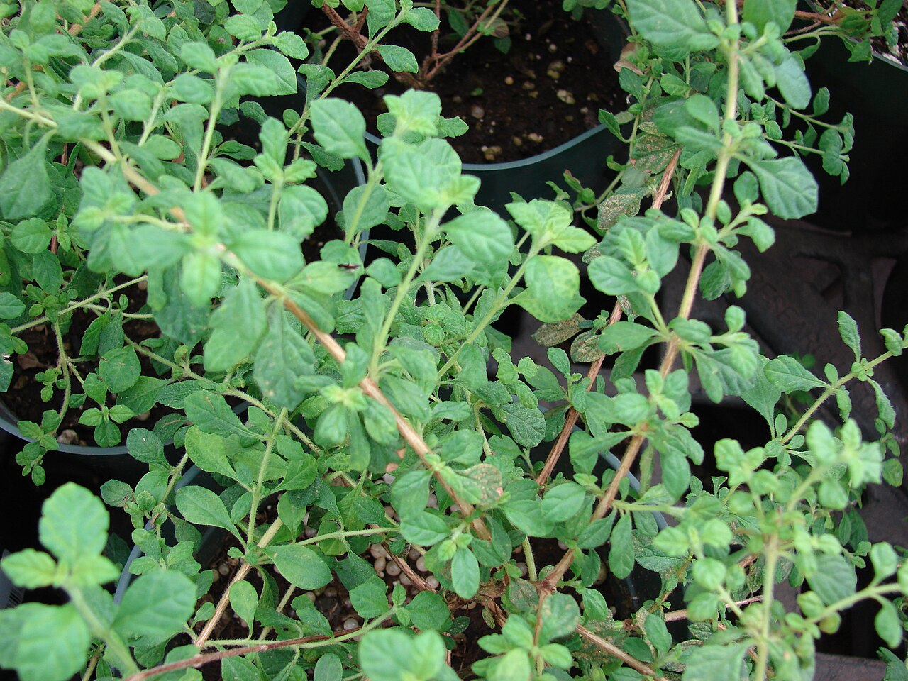 Spanish thyme: <a href=" http://www.starrenvironmental.com/images/species/?q=Lippia+micromera " rel="nofollow"> Lippia micromera (Stick oregano) </a> Leaves at Walmart Kahului