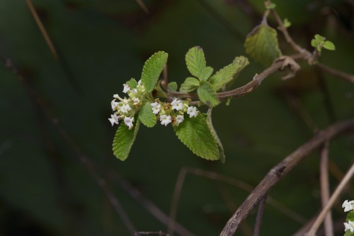 Mexican oregano (Lippia origanoides)