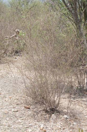 Mexican oregano (Lippia origanoides)