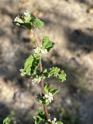 Mexican oregano (Lippia origanoides)