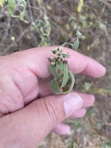 Mexican oregano (Lippia origanoides)