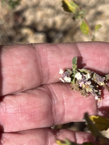 Mexican oregano (Lippia origanoides)