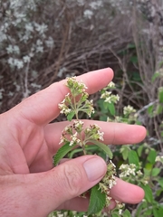 Mexican oregano (Lippia origanoides)