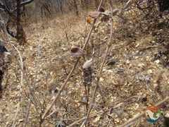 Mexican oregano (Lippia origanoides)