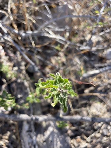 Mexican oregano (Lippia origanoides)