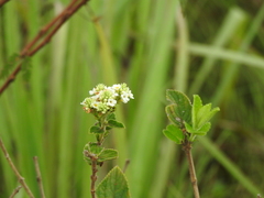 Mexican oregano (Lippia origanoides)