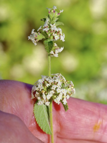 Mexican oregano (Lippia origanoides)