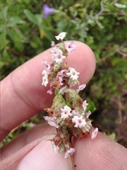 Mexican oregano (Lippia origanoides)