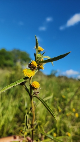 Lippia rodriguezii (Lippia rodriguezii)