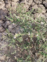 Lippia salsa (Lippia salsa)
