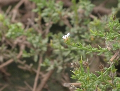 Lippia salsa (Lippia salsa)