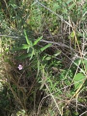Southern fogfruit (Lippia stoechadifolia)
