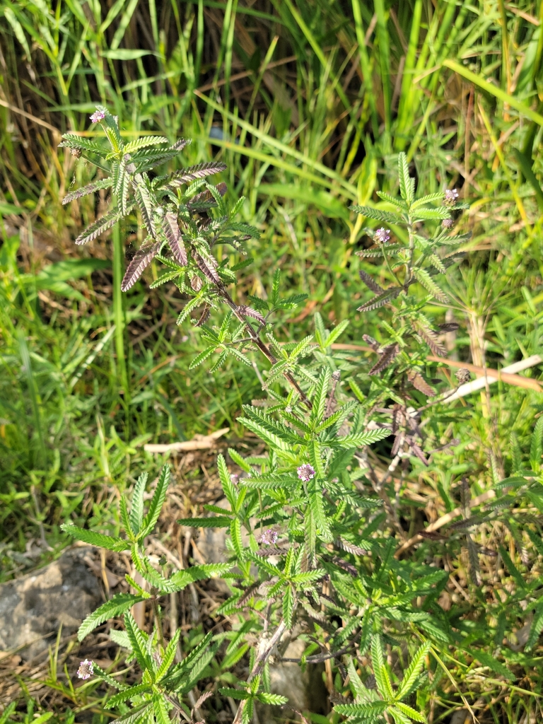 Southern fogfruit (Lippia stoechadifolia)