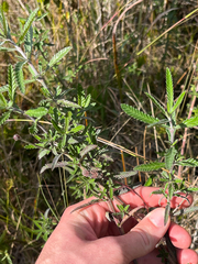 Southern fogfruit (Lippia stoechadifolia)