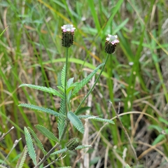 Southern fogfruit (Lippia stoechadifolia)