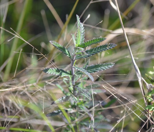 Southern fogfruit (Lippia stoechadifolia)